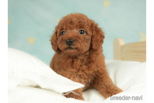 成約済の千葉県のトイプードル-210409の5枚目